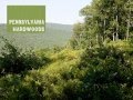 Pennsylvania hardwoods