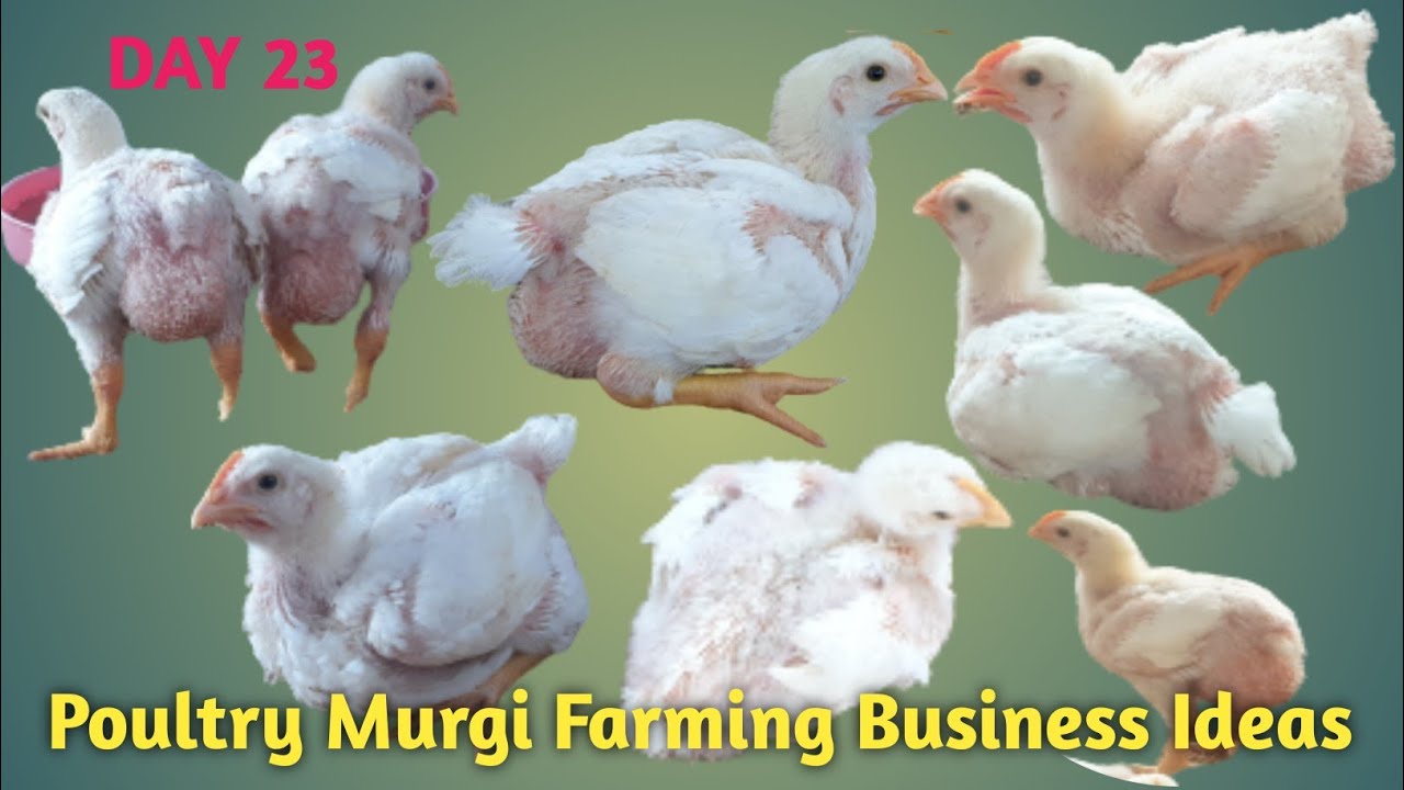 Poultry Farming Business Ideas l How To Start Poultry Farming Business ...