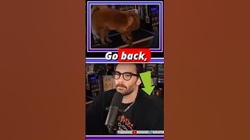 Did this twitch streamer shock their dog live?