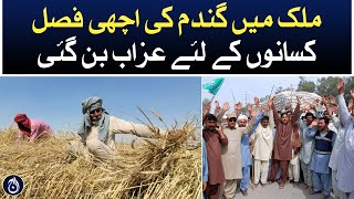 A good wheat crop in country became a problem for the farmers - Aaj News