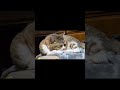 はなちゃん #ねこのいる暮らし #はなちゃん #Hana-chan #cat