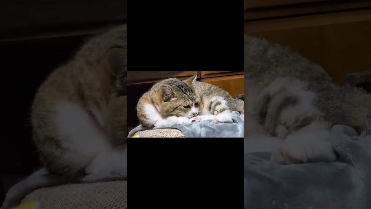 はなちゃん #ねこのいる暮らし #はなちゃん #Hana-chan #cat
