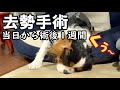 犬の去勢　去勢をするとこうなります・・手術当日から抜糸まで/メリット・デメリット/去勢費用