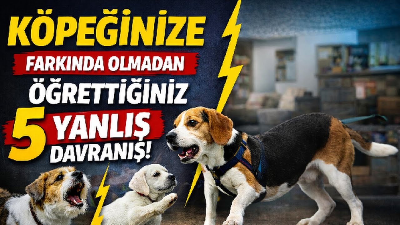 Köpeğinize Farkında Olmadan Öğrettiğiniz 5 Yanlış Davranış