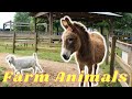 Farm Animal Cam: Live Action