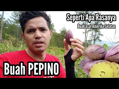 Video: Perawatan Tanaman Pepino: Informasi Tentang Semak Pepino Melon