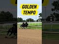 Kentucky Derby Winner Golden Tempo Works for Belmont Stakes