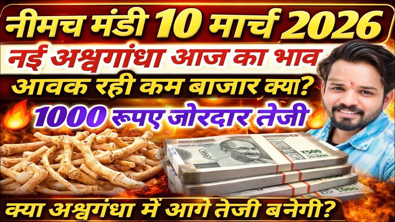 नीमच मंडी भाव। आज का नयी असगंध जड़ का भाव। Ashwagandha ka bhav neemuch mandi asgandh bhav today 