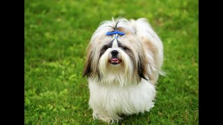 Why dogs are better than cats😎😎👍 #dog #dogs #cool #cute #debate