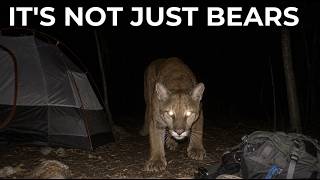 12 Colorado Wildlife Threats: From Bears to Deadly Prairie Dogs