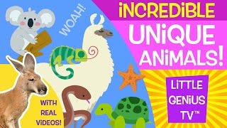 Unique Animals! | videos for babies, toddlers, kids | Little Genius TV™ Unique Animals! | videos for babies, toddlers, kids | Little Genius TV™