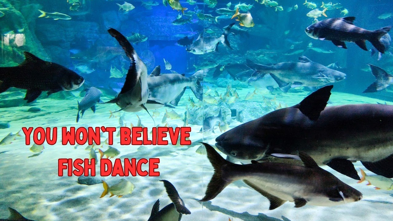 You Won't Believe How These Fish Dance at Angkor Aquarium! - YouTube