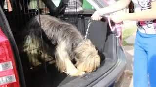 Something terrible happend for this dog - Look what happened by Leni Grooming 2,759 views 1 month ago 15 minutes