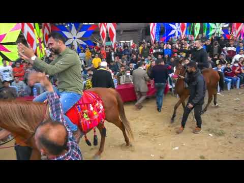 خيل وخيالة رقص خيل على أنغام مزمار صعيدي تيسير أبو سويرح عازف الاورج عبود دحلان