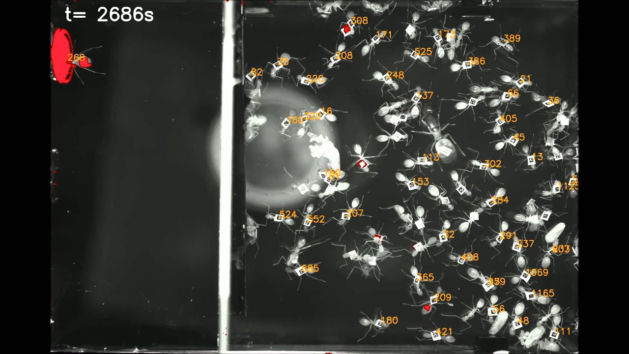 Trophallaxis in an ant colony YouTube