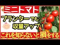 ミニトマトを何倍にもする!最強の鉢・プランター栽培【ミニトマトの育て方】