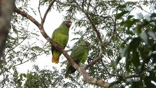Red-tailed parrot (Amazona bresiliensis), Papagaio-de-cara-roxa