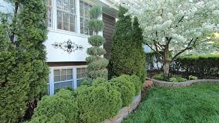 White Flowering Crabapple,  2009