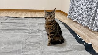 猫がいる場所で巨大なエアーベッドに空気を入れたらこうなりましたw