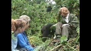 The Karisoke gorillas meet the Goodall family