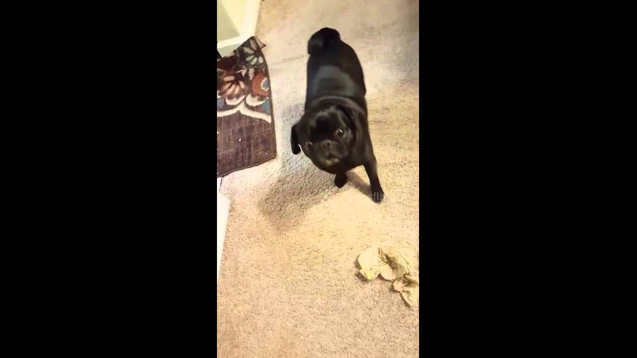 Dog eats burrito YouTube