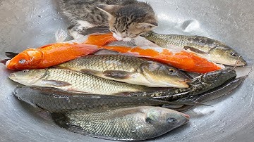 Kem Chanel kéo ô tô chở các con vật: cá chép, cá vàng, cá nước ngọt, cá sông thả vào bể bơi, con mèo