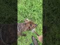 He found it! #dog #puppy #animallover #pitbull #petowner