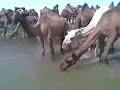 حداوي الرفيع غوش الحسيا لابتي 