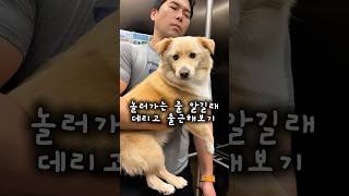 백순아 형이 너네 먹여살릴라고 이렇게 열일한다. #귀여운강아지