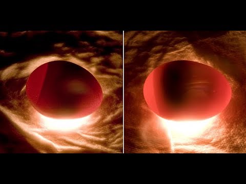 eggs florentine Eggs fertile vs infertile / 14 days : Watch video