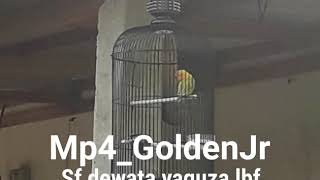 Download Lagu Lovebird konslet minor Download Lagu Lovebird konslet minor