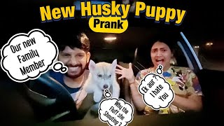 New Husky Puppy Prank On Girlfriend  | Cutest & Best Amazing Reactions | Green Eye Siberian Husky