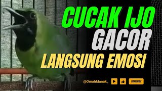 PANCINGAN CUCAK IJO FULL ISIAN CEPAT NAIK EMOSI LANGSUNG JAMTROK