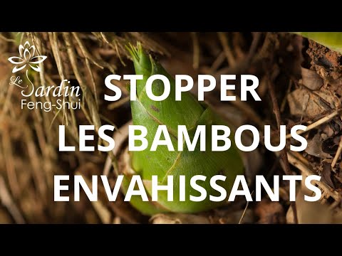 Dites ADIEU aux BAMBOUS ENVAHISSANTS. 🌱⚔️ La Solution Simple pour les Éliminer Définitivement