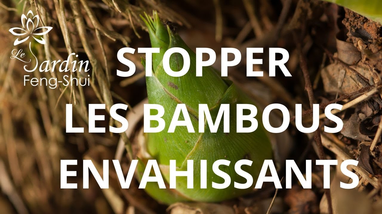 Dites ADIEU aux BAMBOUS ENVAHISSANTS. 🌱⚔️ La Solution Simple pour les Éliminer Définitivement