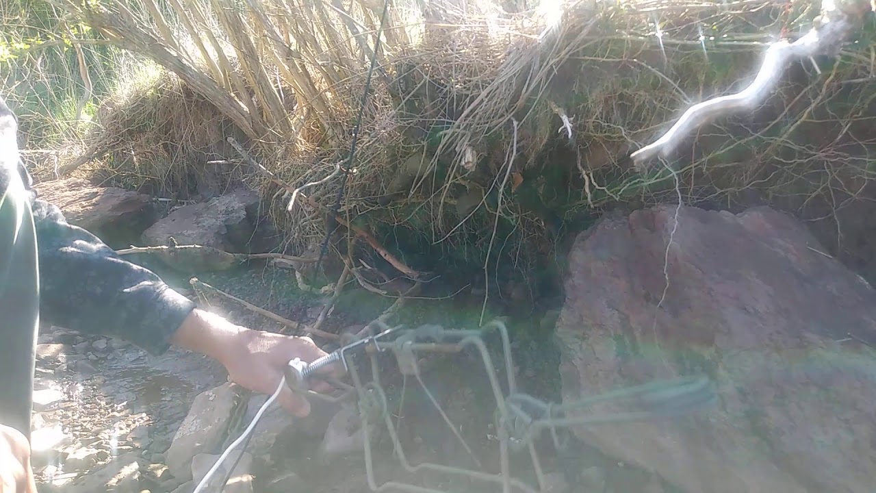 Setting & using a body grip trap in a SHTF YouTube