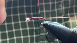Red Butt Ice Cream Cone Chironomid