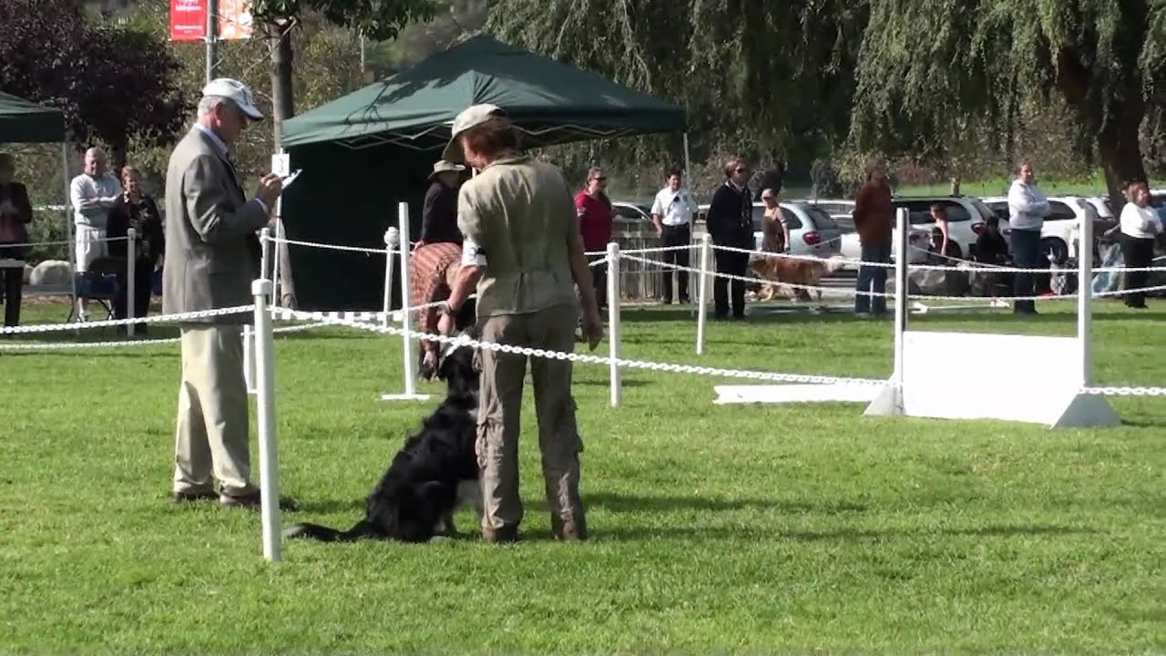 101031 Dashiell Obedience.m2t