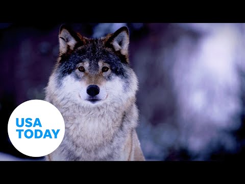Ice Age DNA shows dogs come from two ancient wolf populations | USA TODAY