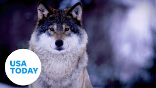 Ice Age DNA shows dogs come from two ancient wolf populations | USA TODAY