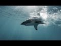 L’ ILE des GRANDS REQUINS BLANCS du PACIFIQUE-NORD / Chapitre 2