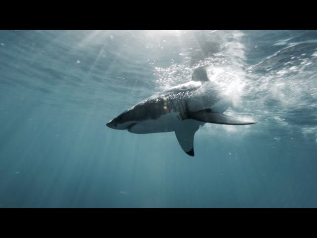 Requin blanc - Observer, voir plonger avec les grands requins blancs -  Voyages plongée Ultramarina