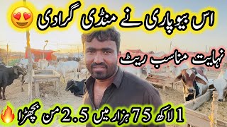 1 Lakh 75 Hazar Me Bachra 😍 | Northern Bypass Mandi | Cow Mandi 2026