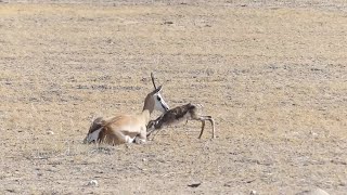 Newborn Gazelle Trying To Drink Milk But Mother Is Too Exhausted