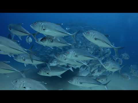 Cabo Pulmo Dive 2023 Private Tour