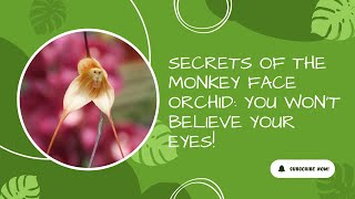 Secrets of the Monkey Face Orchid: You Won't Believe Your Eyes!