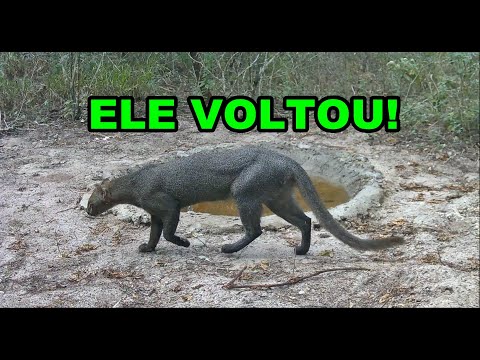 O GATO JAGUARUNDI CONHECENDO O BEBEDOURO