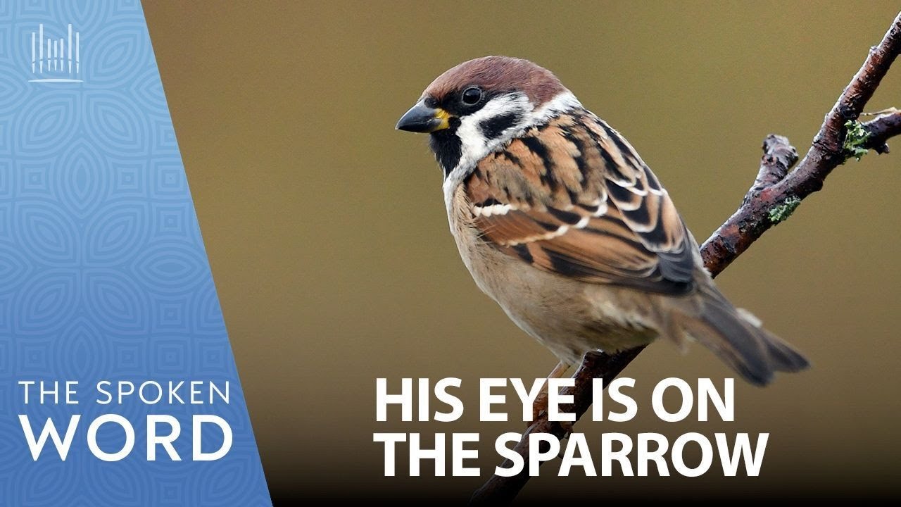 His Eye Is on the Sparrow | Spoken Word #5030,  February 08, 2026
