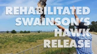 Swainsons hawk release (5/11/2017)