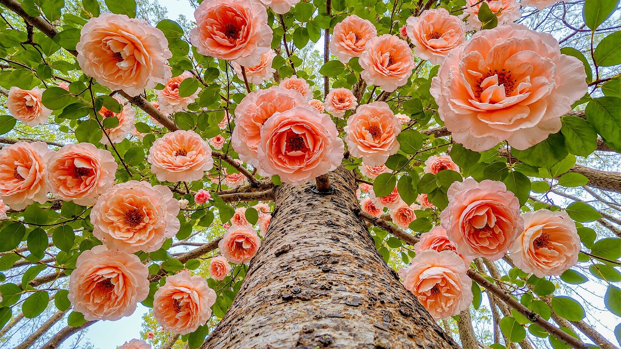 Все ваши тревоги исчезнут, если вы послушаете эту музыку🥀Нежная музыка для избавления от негативн...